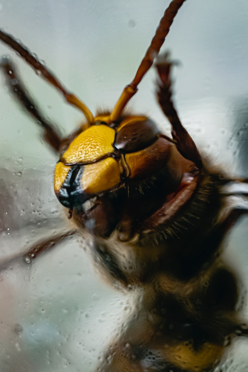 guêpes à Belfort nid de guepes Belfort guepes Belfort guêpes à Dijon guepe dijon guepes dijon guêpes à Besançon guepes besancon guepes besac guêpes à Héricourt guepes Hericourt guêpes à Montbéliard guepes montbeliard guepe montbe guêpes à Mulhouse guepes mulhouse guepe mulouse guêpes à Strasbourg guepes strasbourg guepe stras guêpes à Vesoul guepes vesoul guepe vesoul