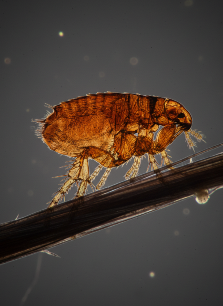 puces à Belfort puces à Dijon puces à Besançon puces à Héricourt puces à Montbéliard montbeliard puces à Mulhouse puces à Strasbourg puces à Vesoul